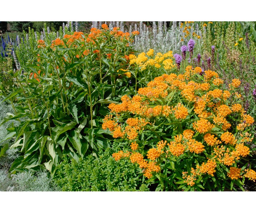 Butterfly Weed